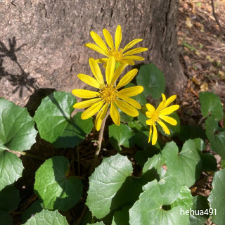 Photo by 鶴花 on December 27, 2021. May be an image of flower and nature.