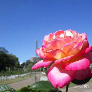 Photo by 鶴花 on December 27, 2021. May be an image of flower and nature.