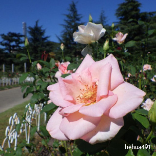 Photo by 鶴花 on December 27, 2021. May be an image of flower and nature.